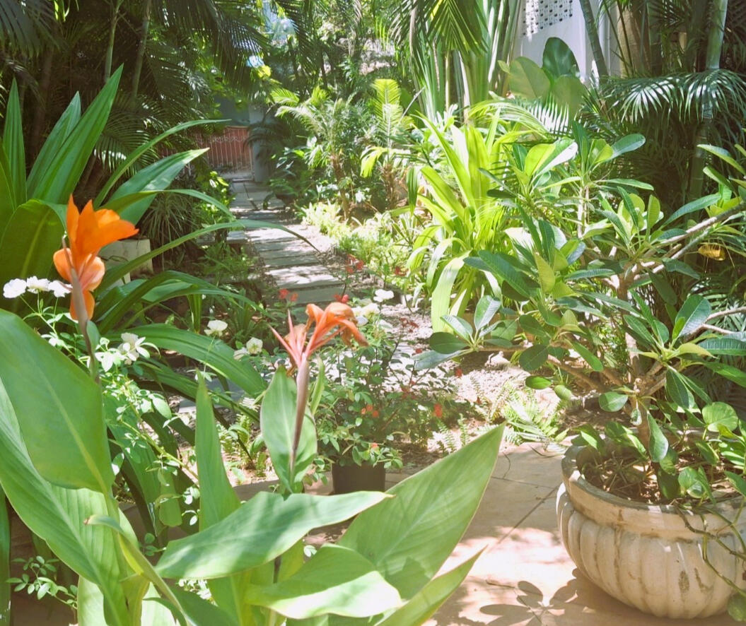 Plants! Plants! Tree :D Lush tropical garden with flowering plants, palms, and a stone pathway.
